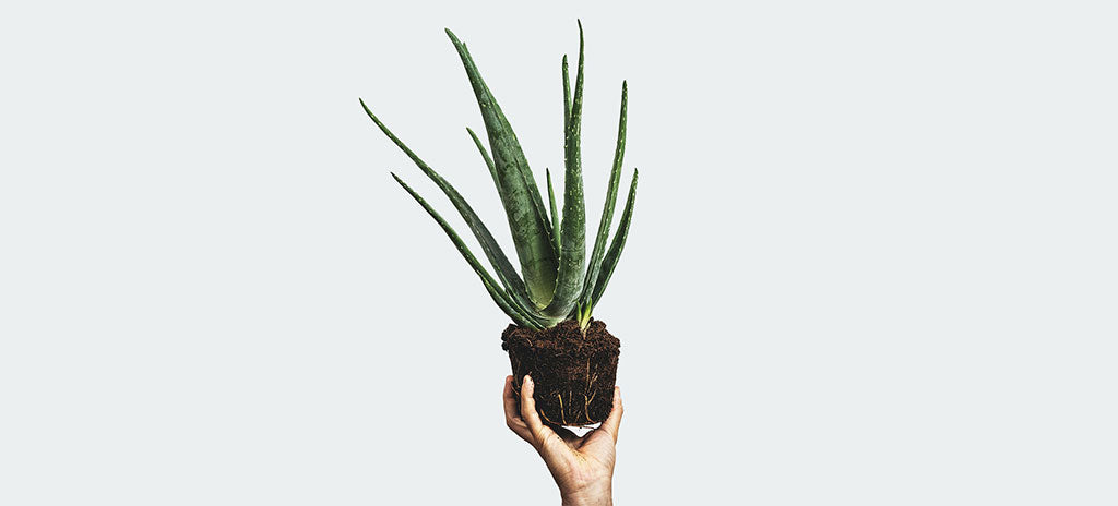 The Importance of Natural Ingredients in Hair Care Products