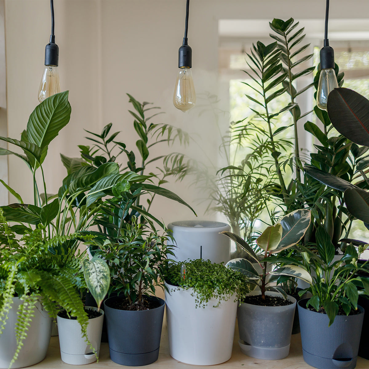 Creating Your Own Green Space: A Guide to Houseplants – INSIGHT