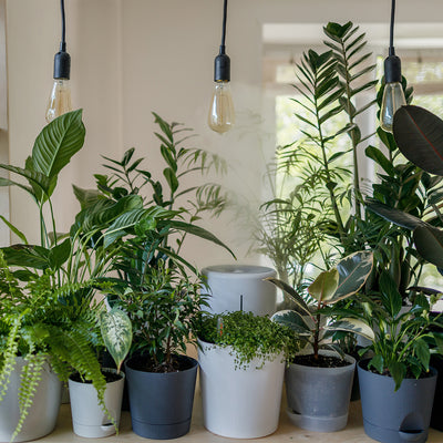 Creating Your Own Green Space: A Guide to Houseplants